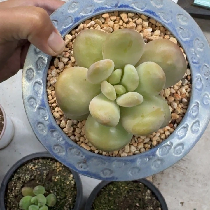 浩克 单头 一物一拍