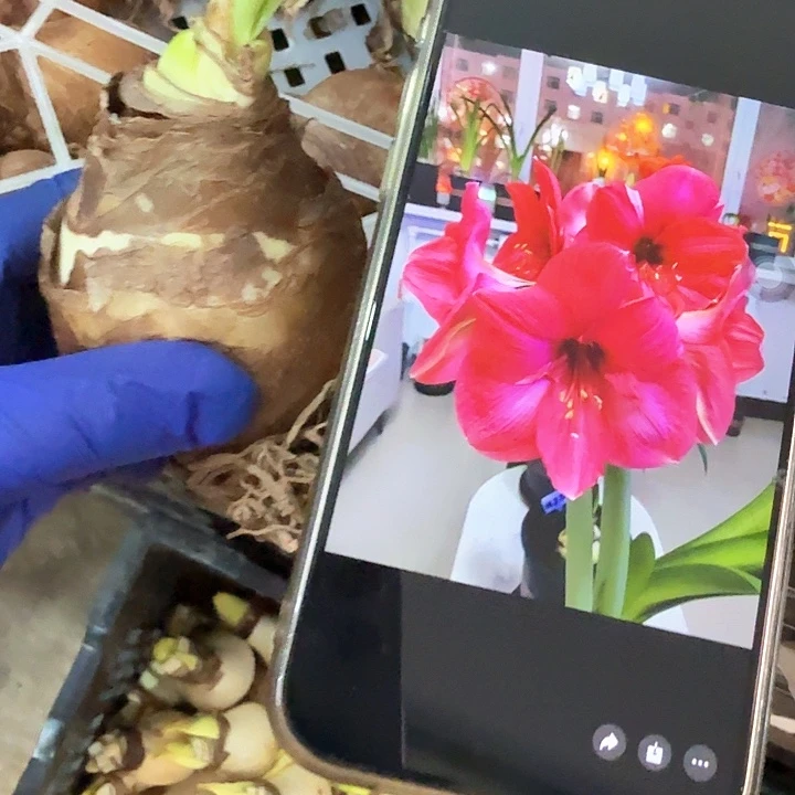 波丽露直径6原2426