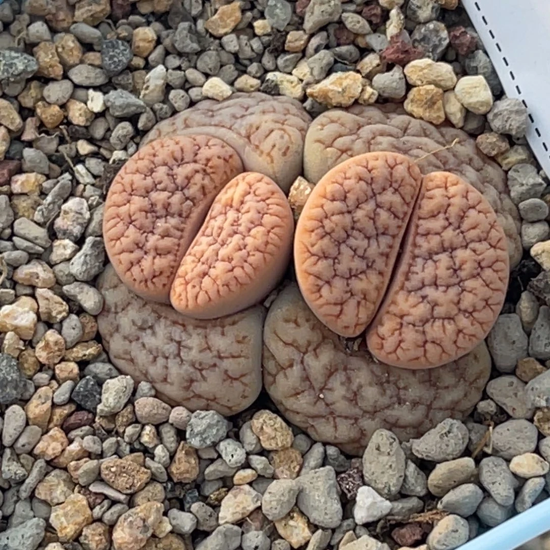 7664双头蜜纹189凹凸睫毛