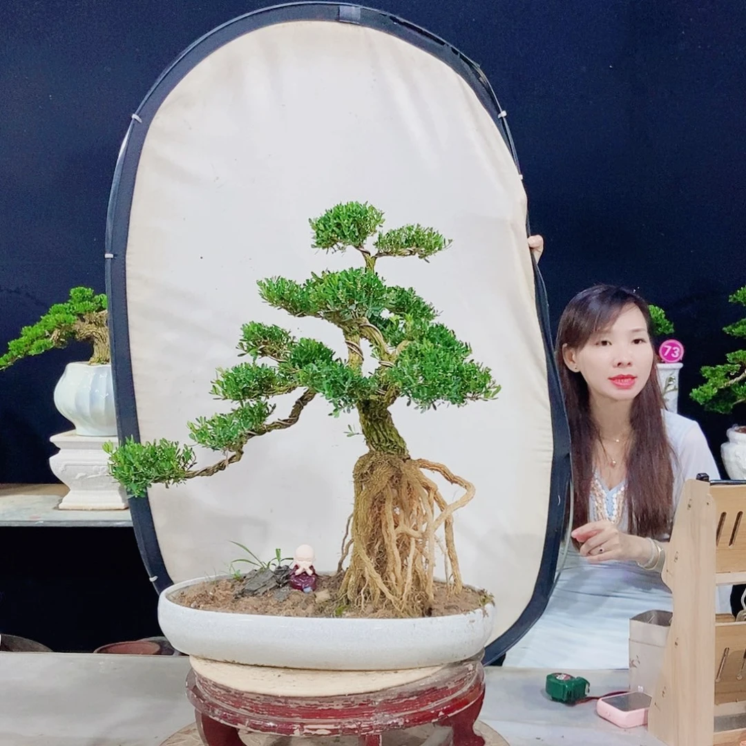 当前无花朵，栽培后可花朵