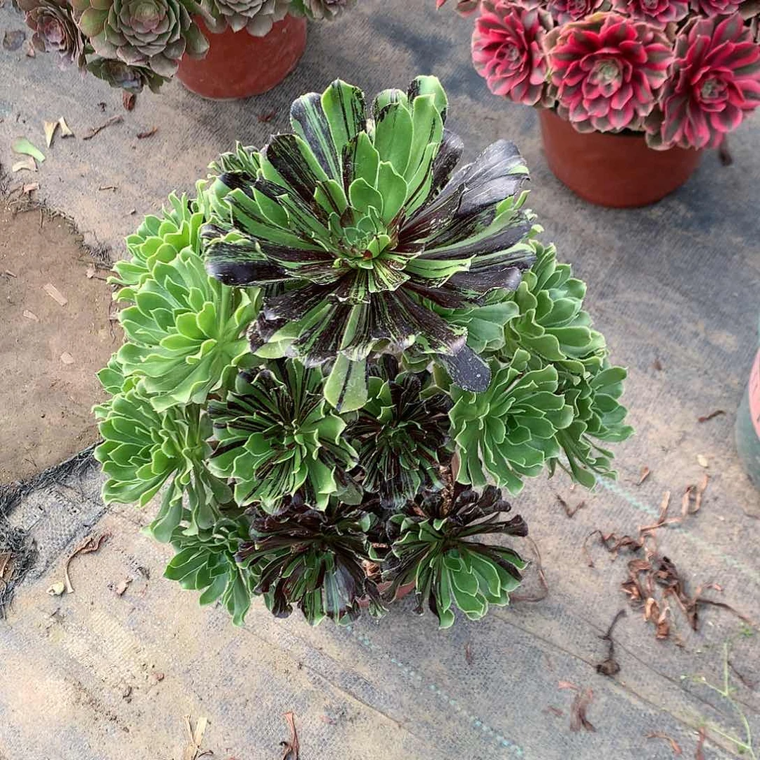 【闪购商品】&****&水墨丹青，多肉