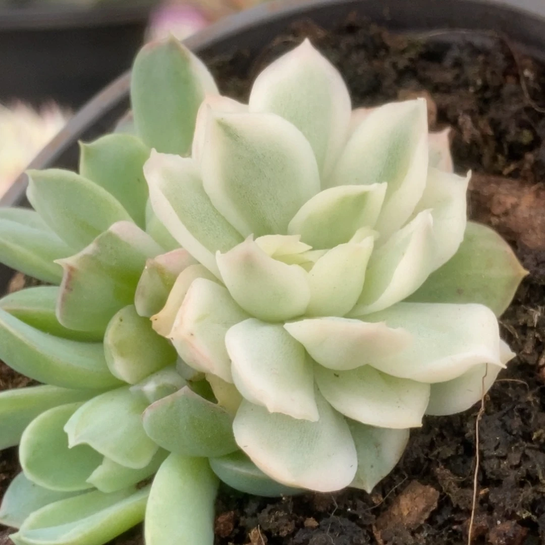 215海豚公主看锦锦锦锦锦