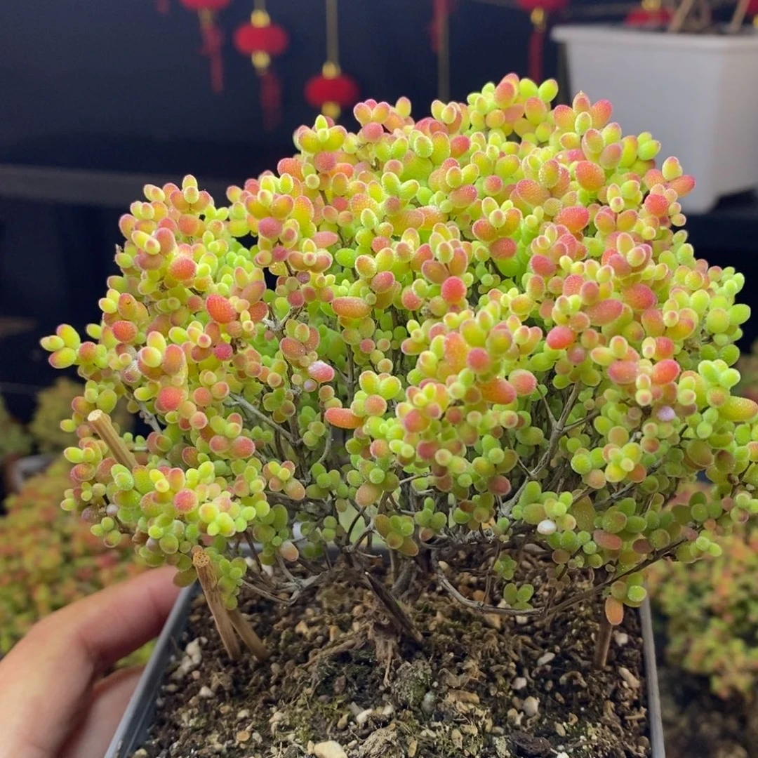 692号大蜜橘糖球枝干