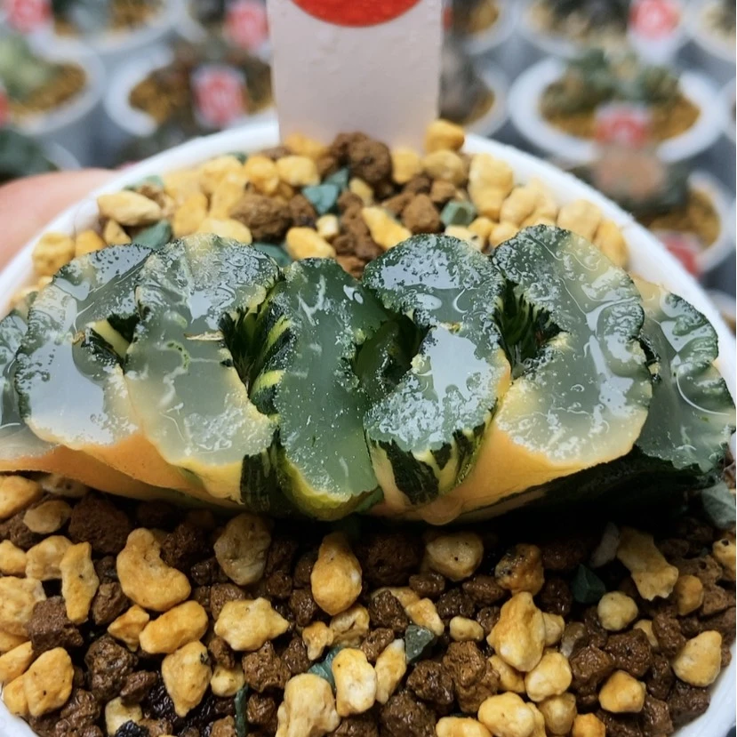 【闪购商品】广重锦43