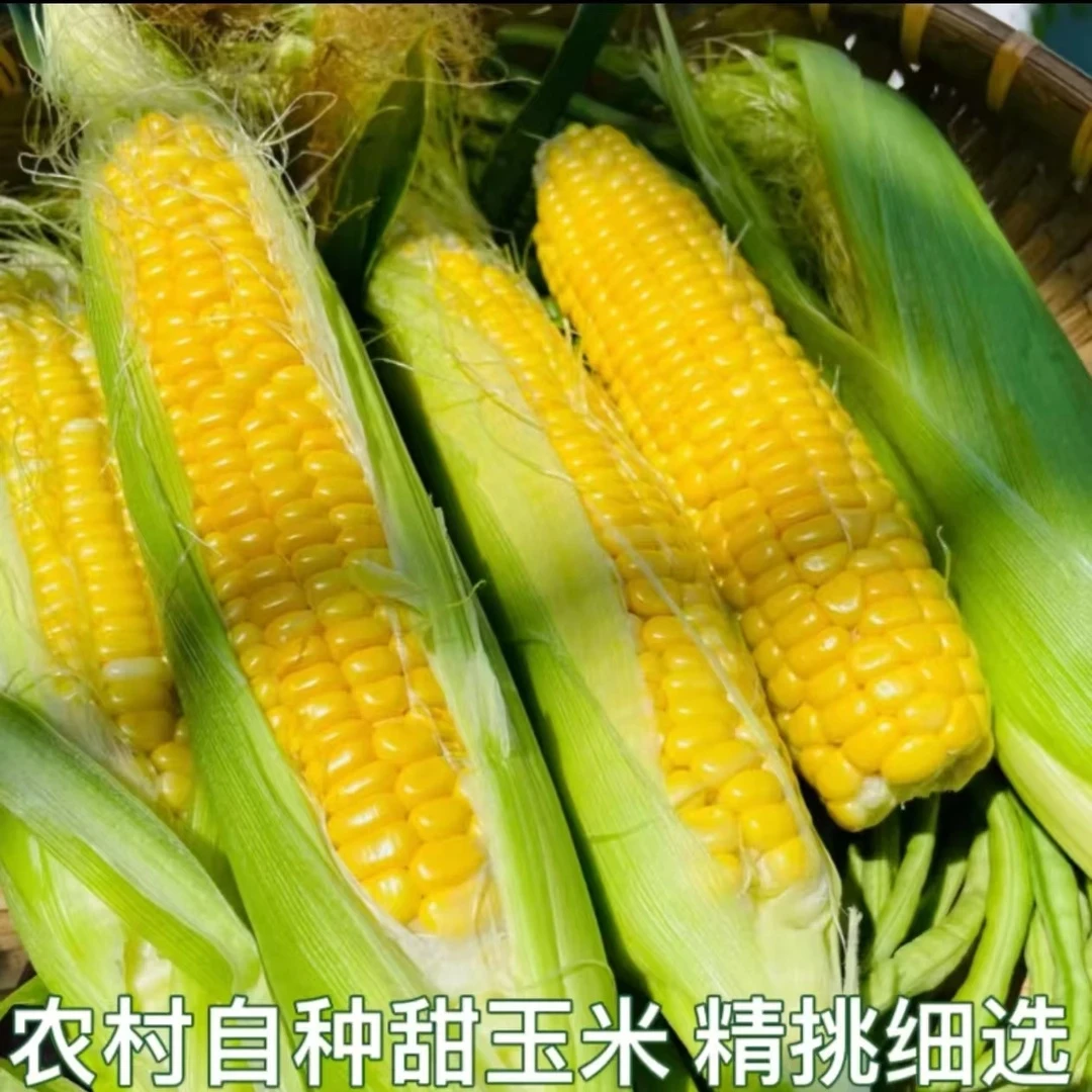 农村自种甜玉米水果玉米黄玉米棒子新鲜玉米嫩玉米现摘