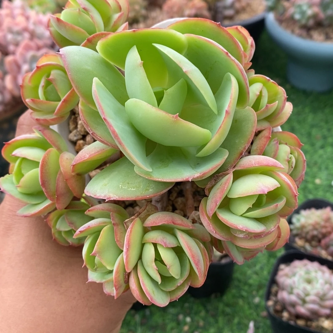 碧桃14头整桩无砍
