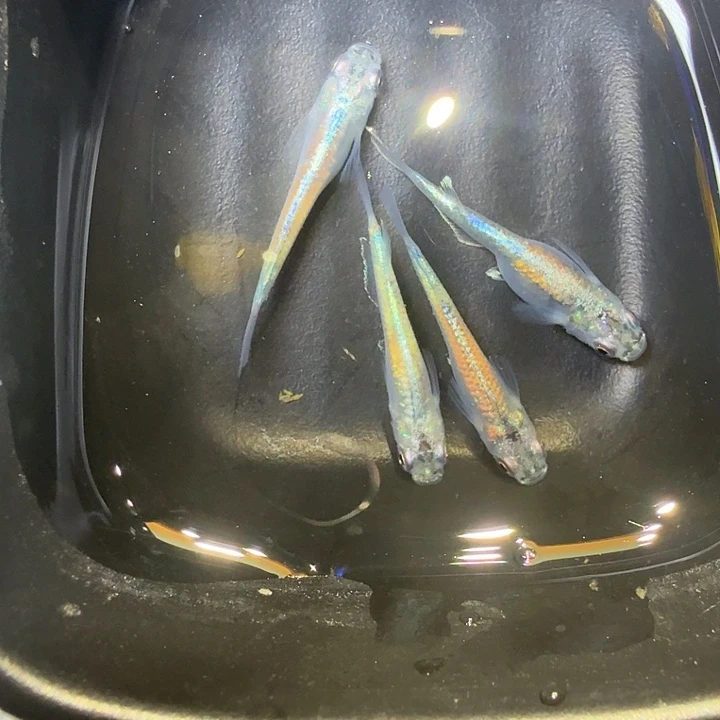 青鳉鱼83号拍品黑衣