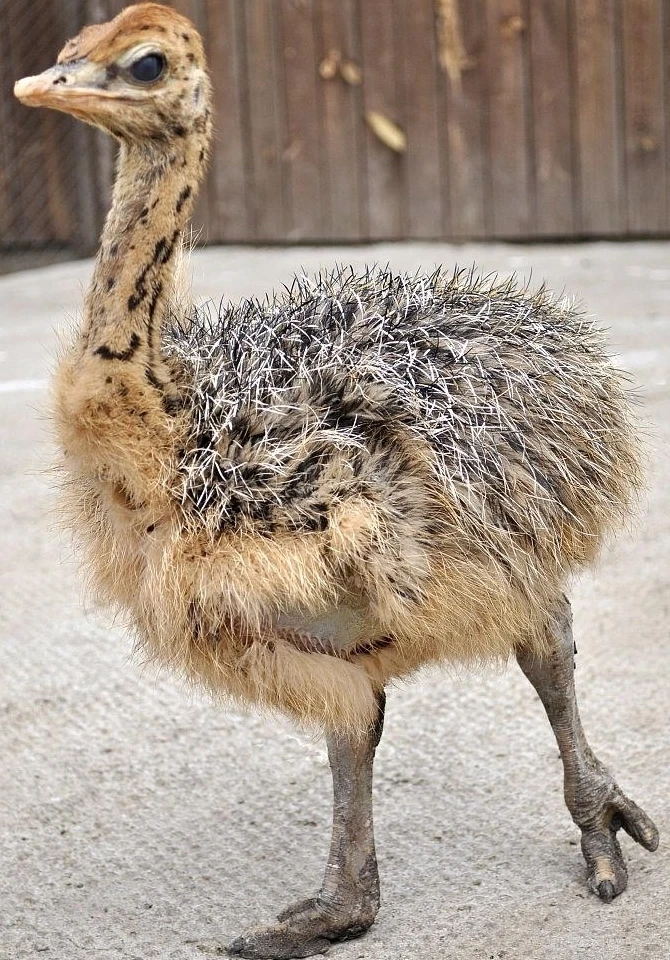 宠物文鸟顺丰包邮