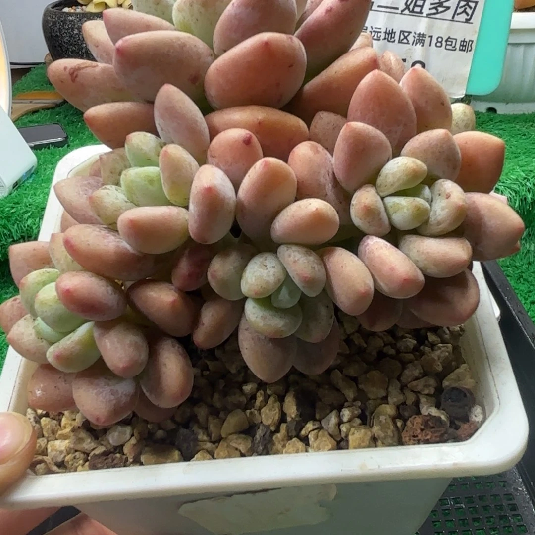 唐二姐多肉编号168