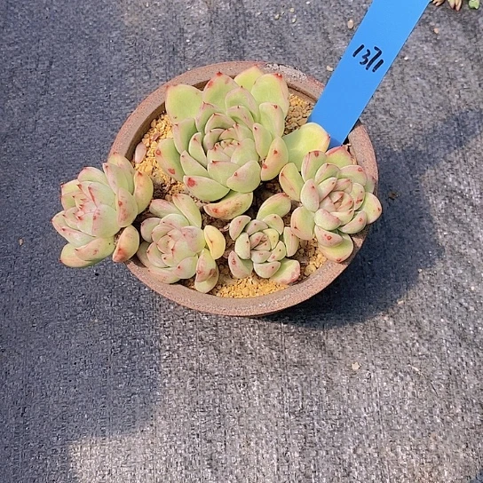 夜**兰1371多肉植物老桩