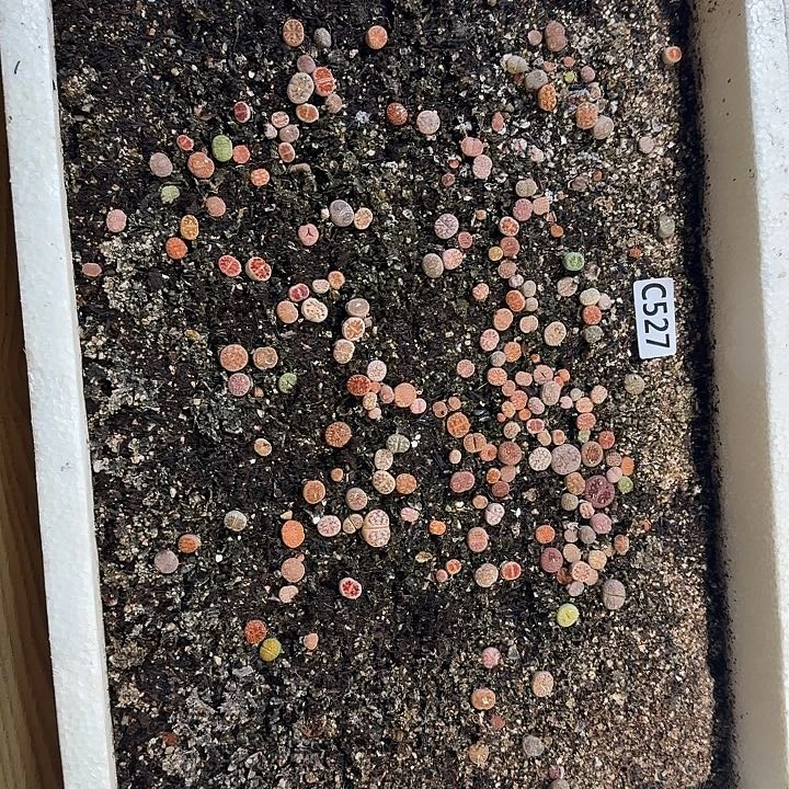 527生石花整框脱土发货不售后