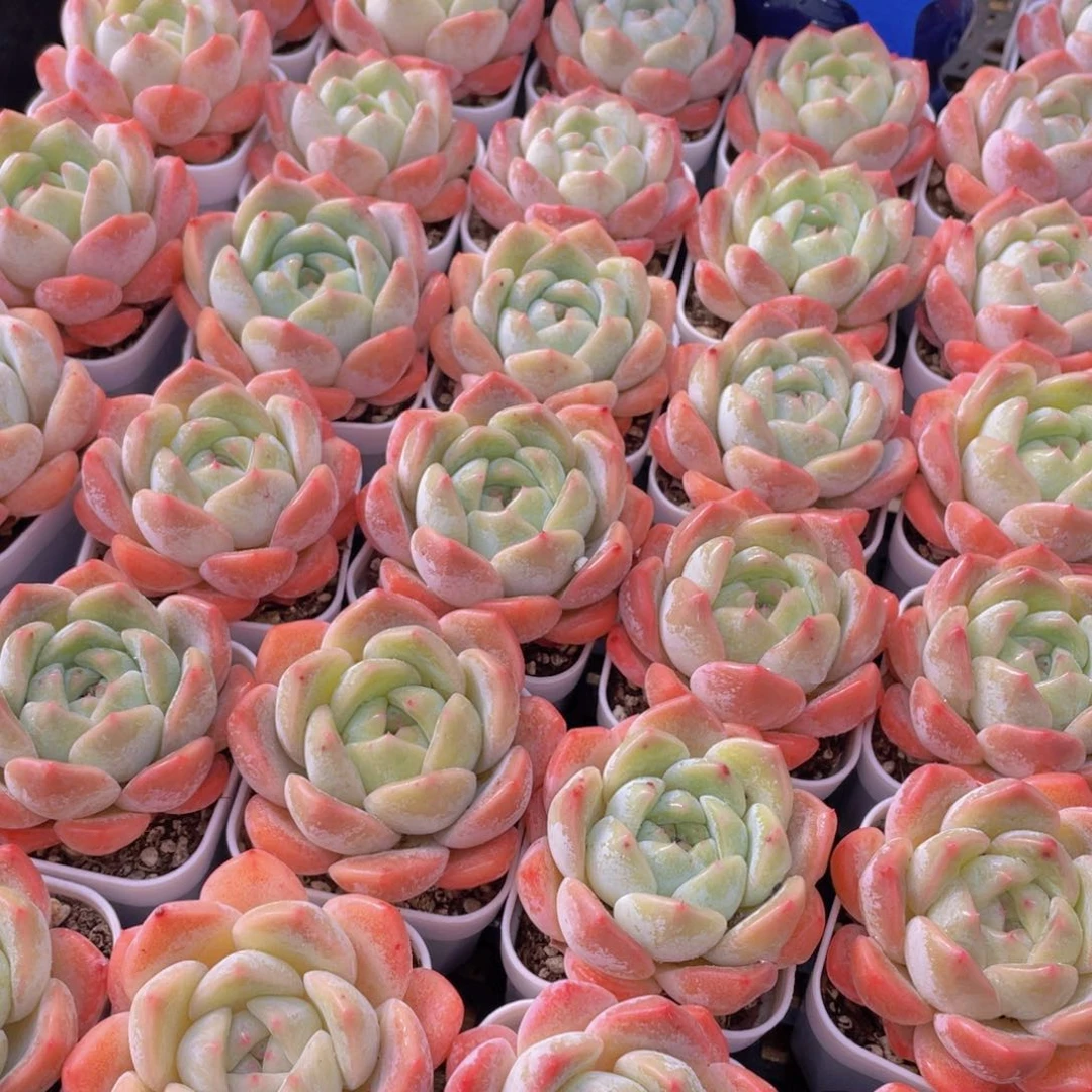 量拍146号 太妃糖单头2个