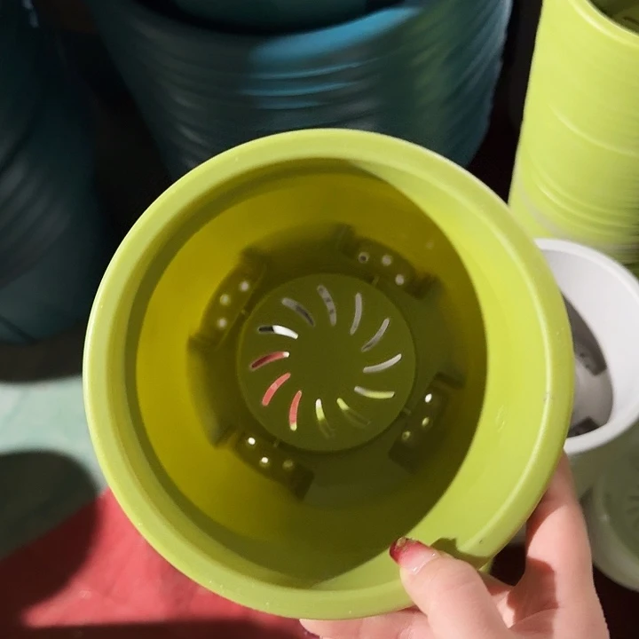 球根1号果绿带托6套