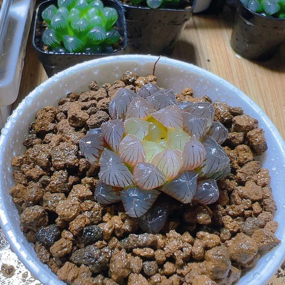 洛神玉露多肉多肉多肉一颗