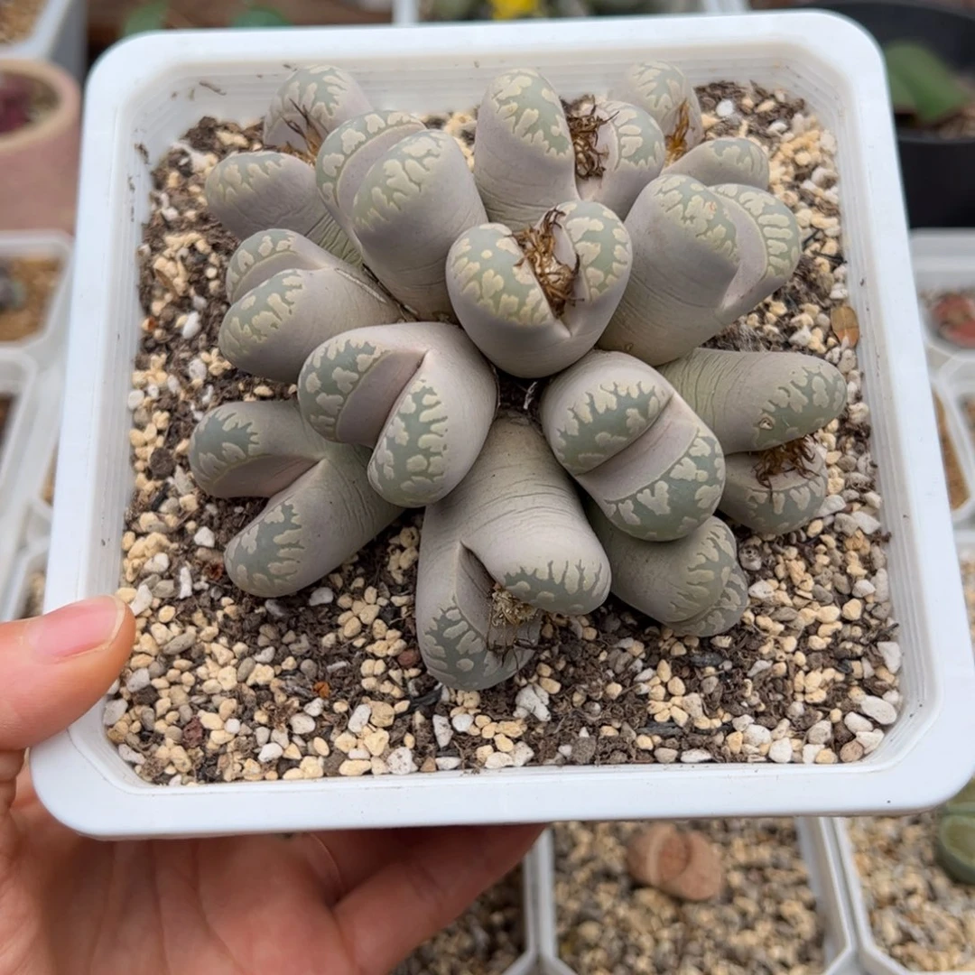 含***絮大牙多肉植物多肉植物