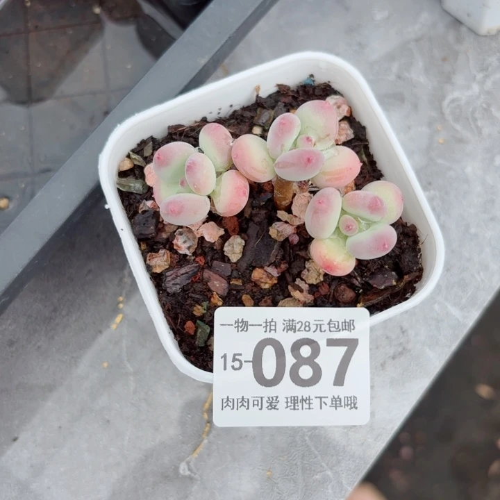 苹果奶多肉无盆土发货多肉多