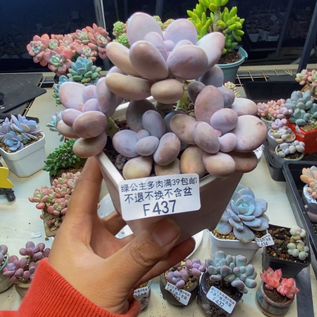 437水光针多肉8c m