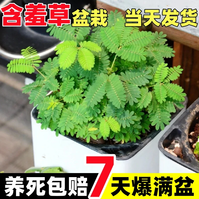 含羞草盆栽成品种子籽薄荷害羞草四季栽种花卉绿植物幼儿园好养活