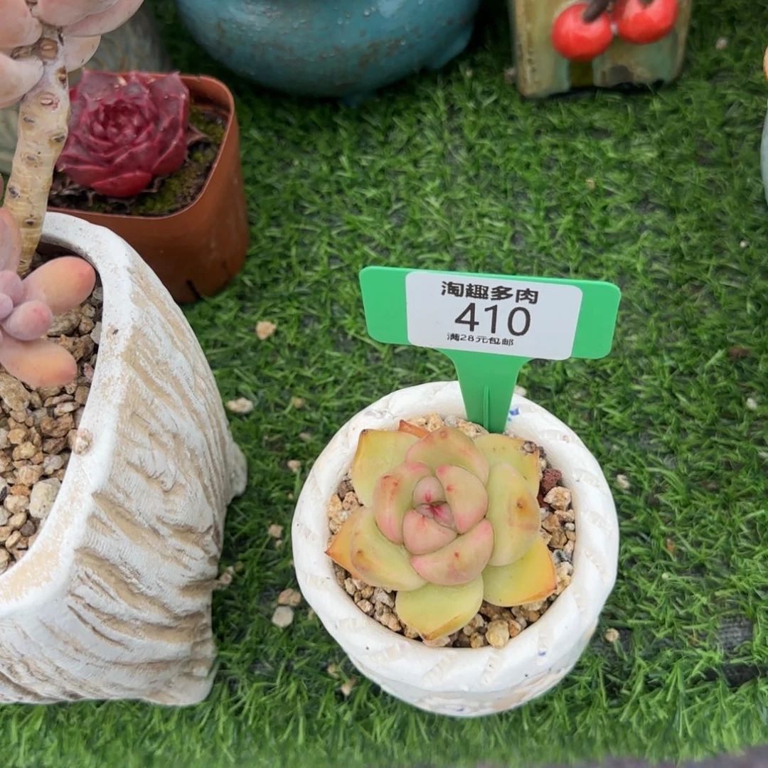 多肉植物后夜巴松