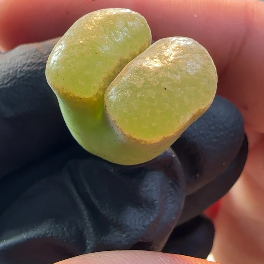 多肉植物磁铁风铃玉23号链接