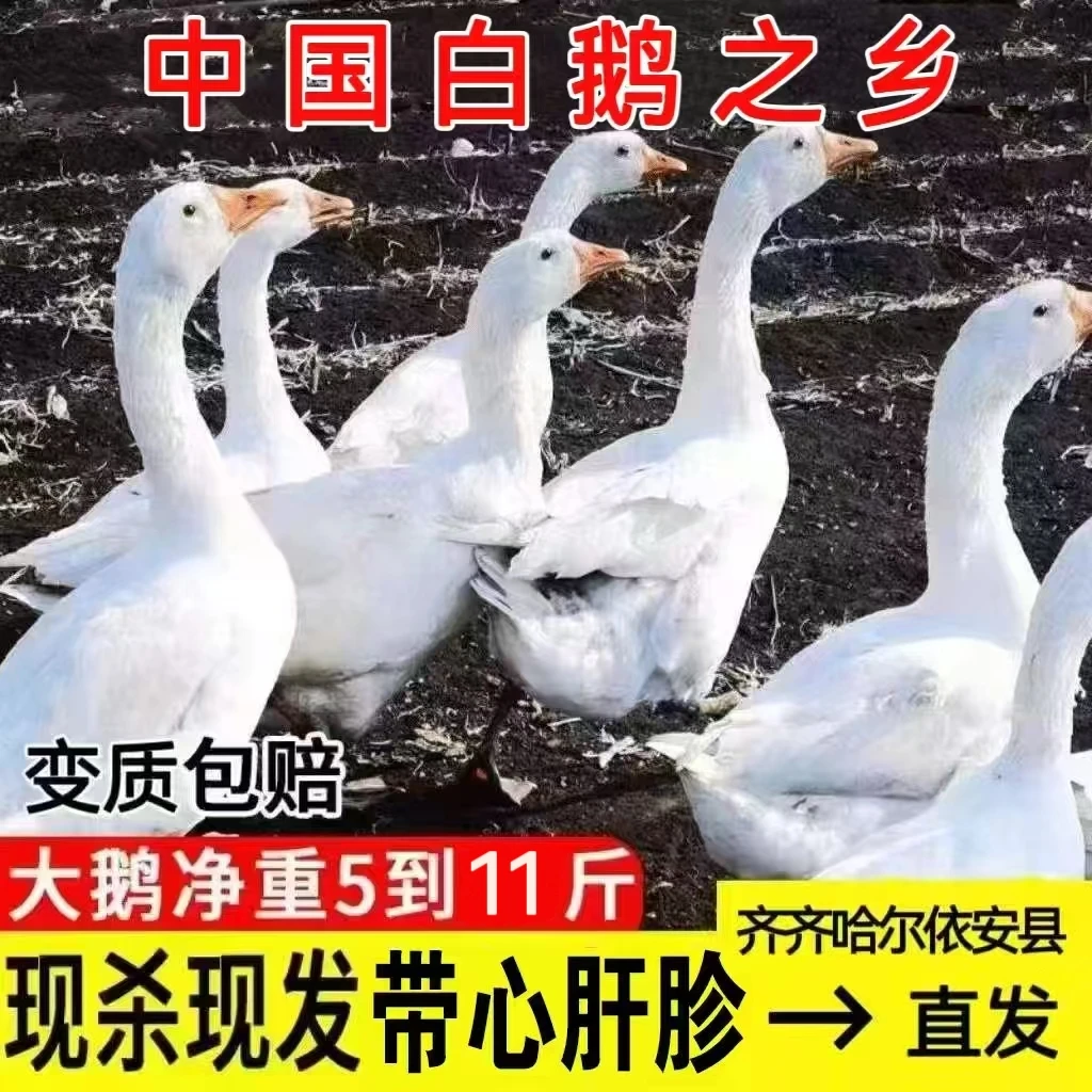 黑龙江笨三花鹅 5斤起净重 中国白鹅之乡农村散养 当年品带心肝珍