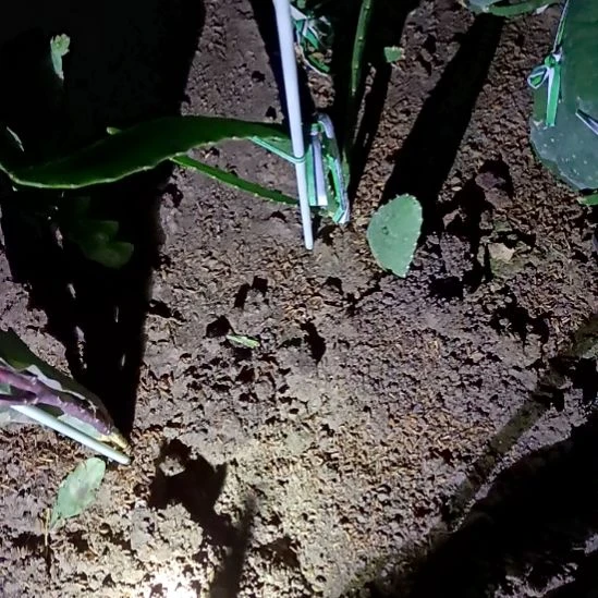 随***缘完全开放令箭何花东北小粉