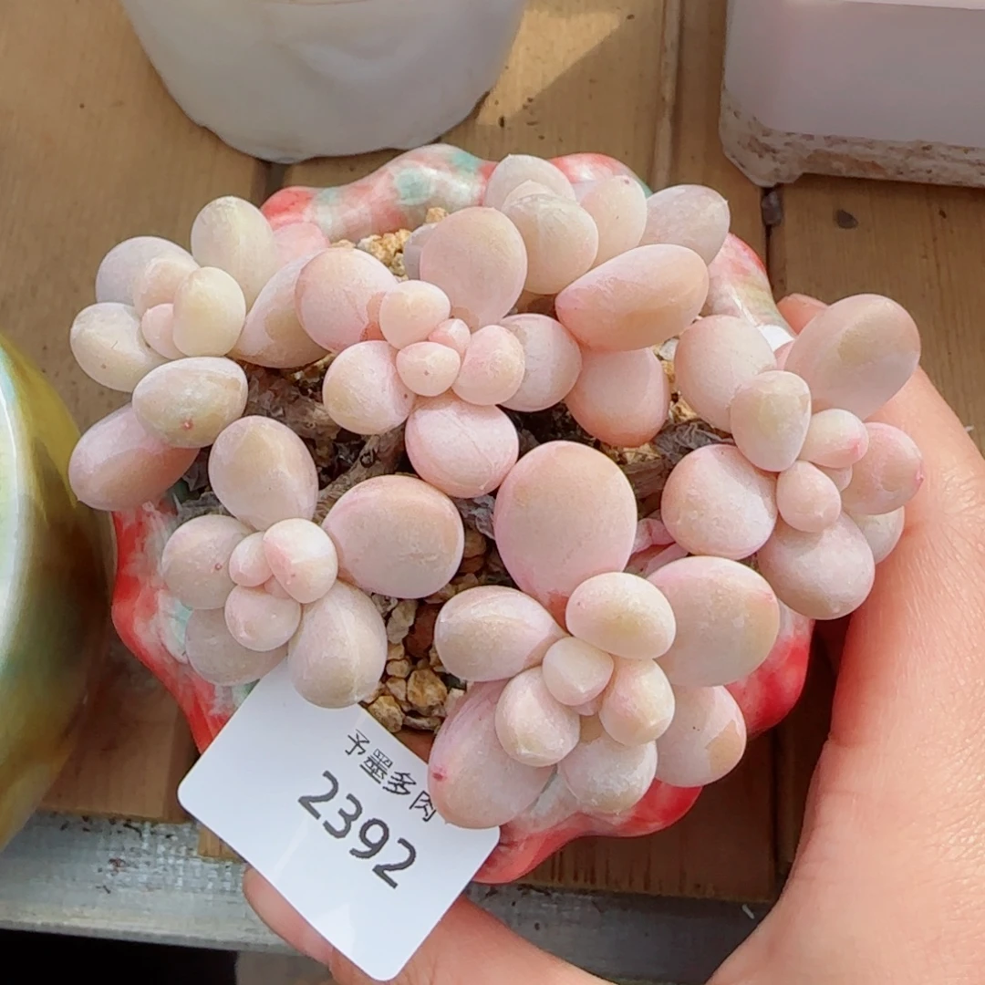 香玉无砍，2392多肉植物