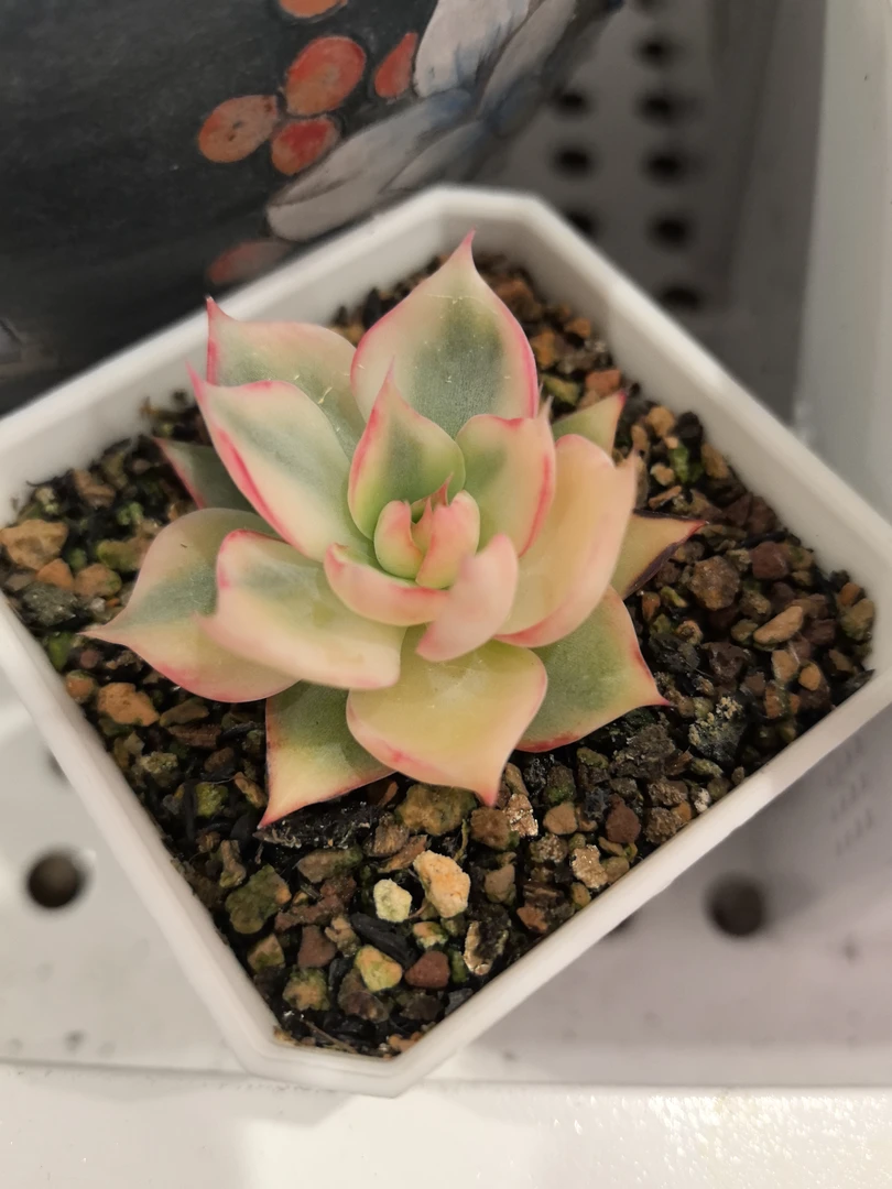 多肉植物一物一拍，惊鸿仙子锦
