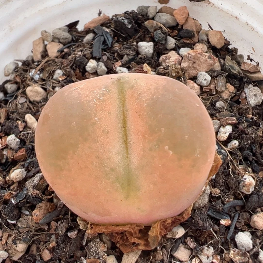 62多肉植物百科植物