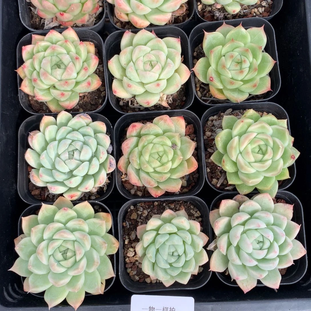 1029-26 套餐一组