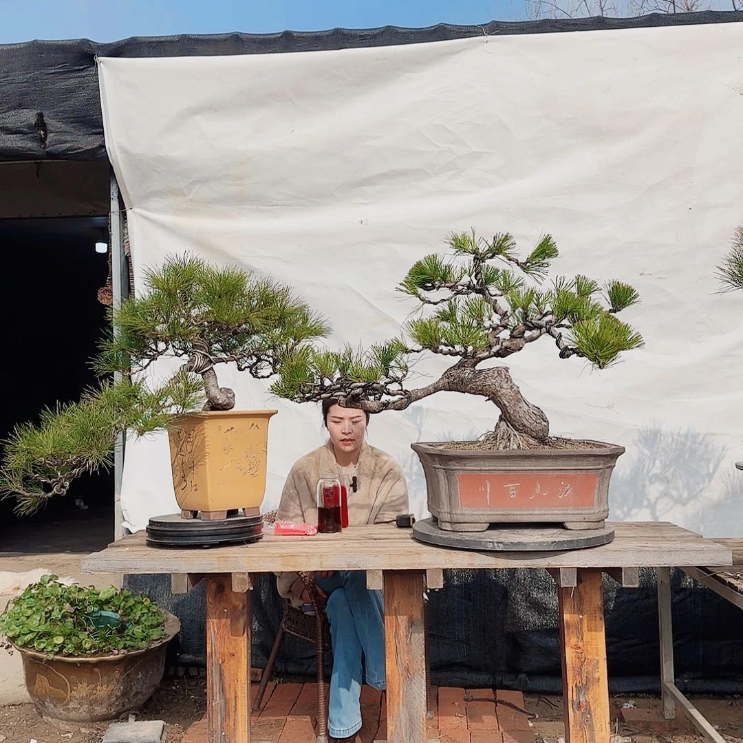 大***卫无花朵黑松盆景直播间