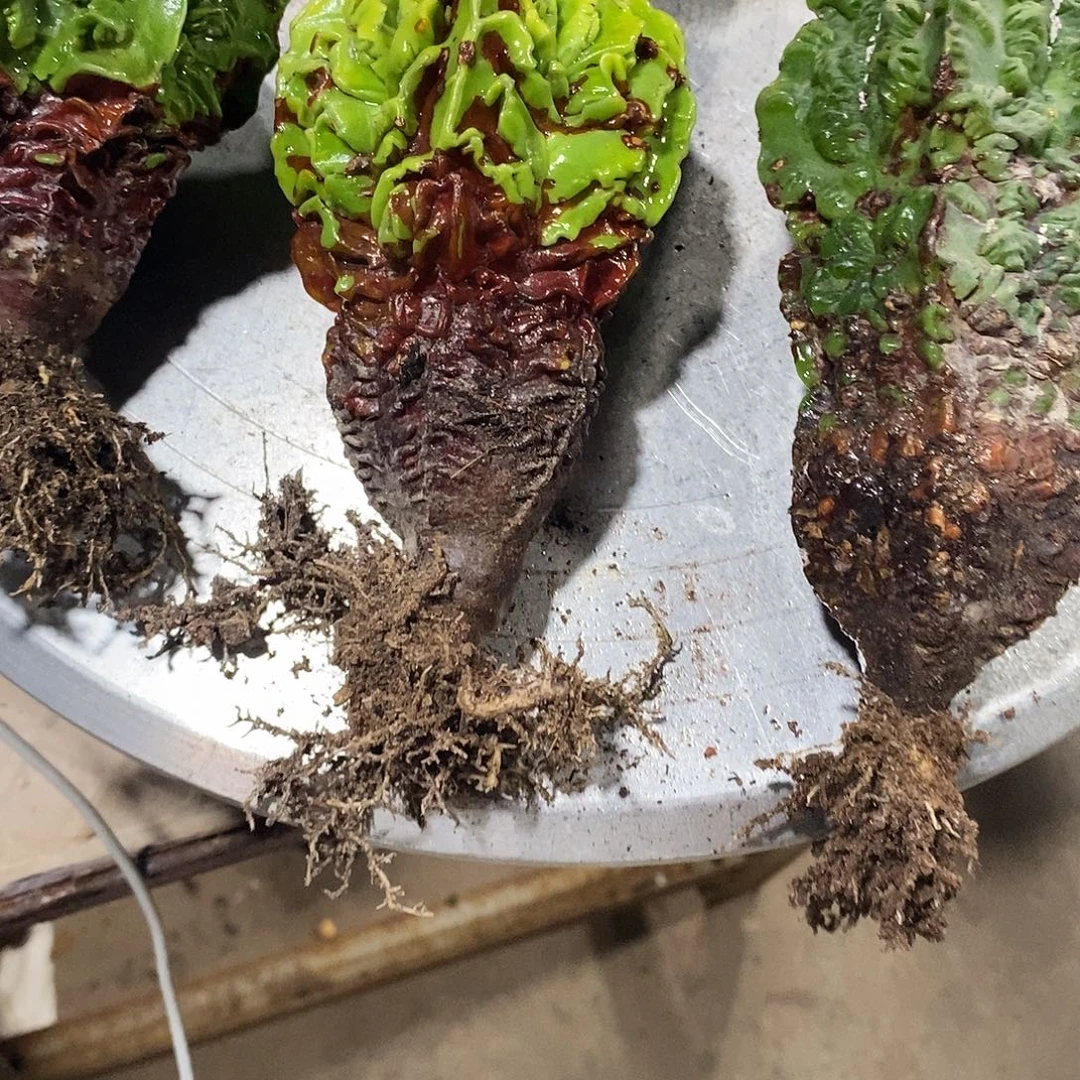 实生老桩鸾凤玉球