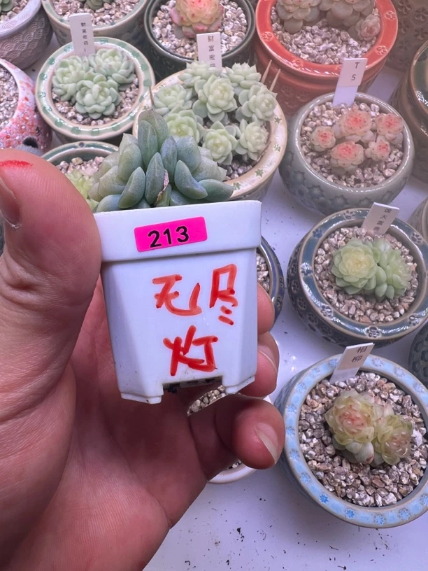 213号无尽灯 多肉植物一物一拍