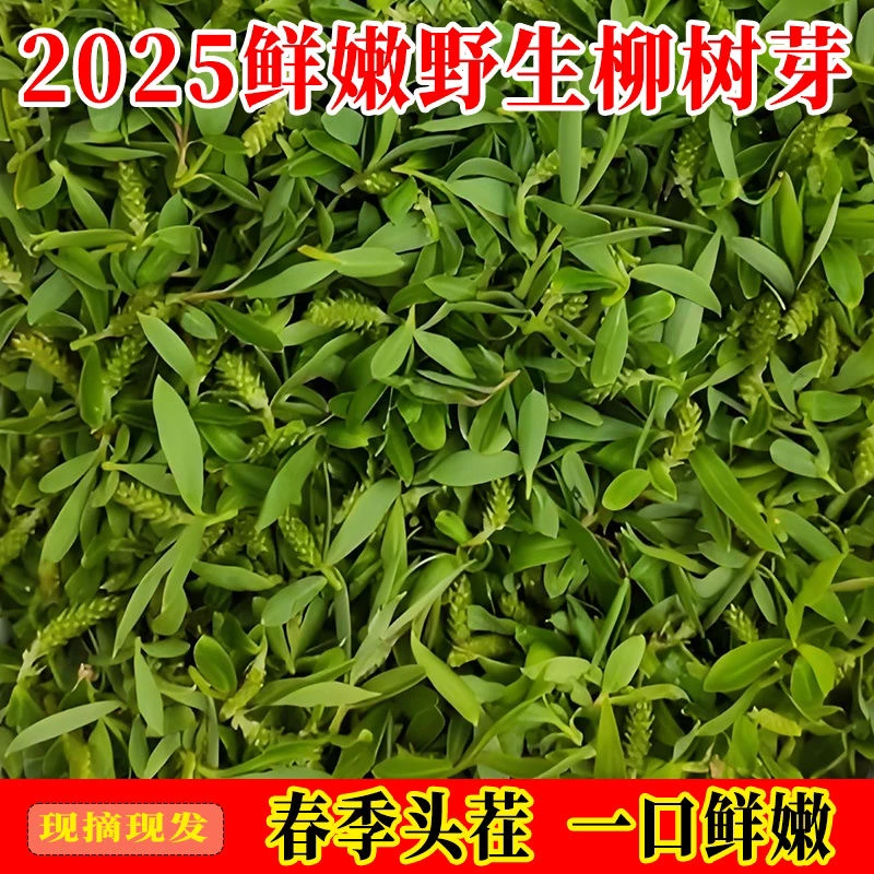 【净重2斤顺丰包邮】25年头茬新鲜野生柳芽柳树芽尖野菜健康包邮现摘现发