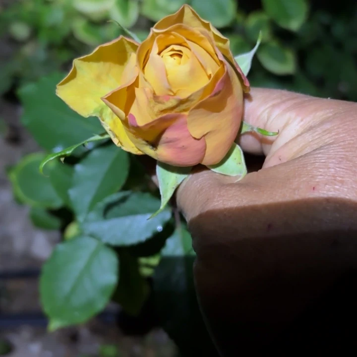 无花朵艺术咖啡一加