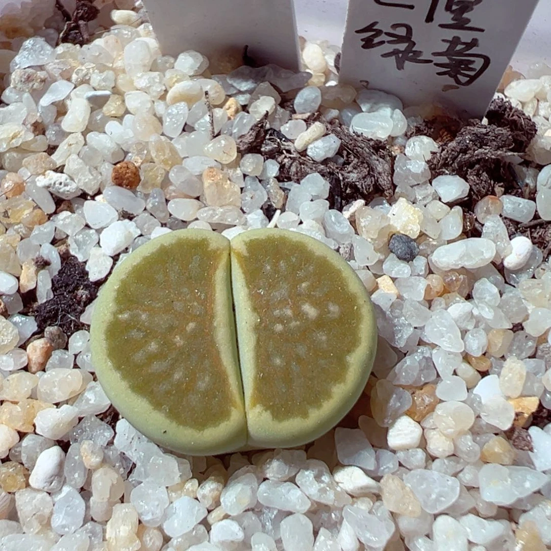 907-195多肉多肉巴里绿菊