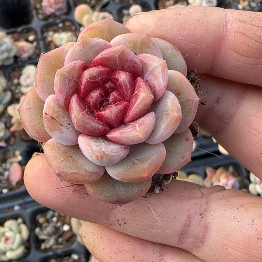 多肉小卡拉米糖心一物一拍