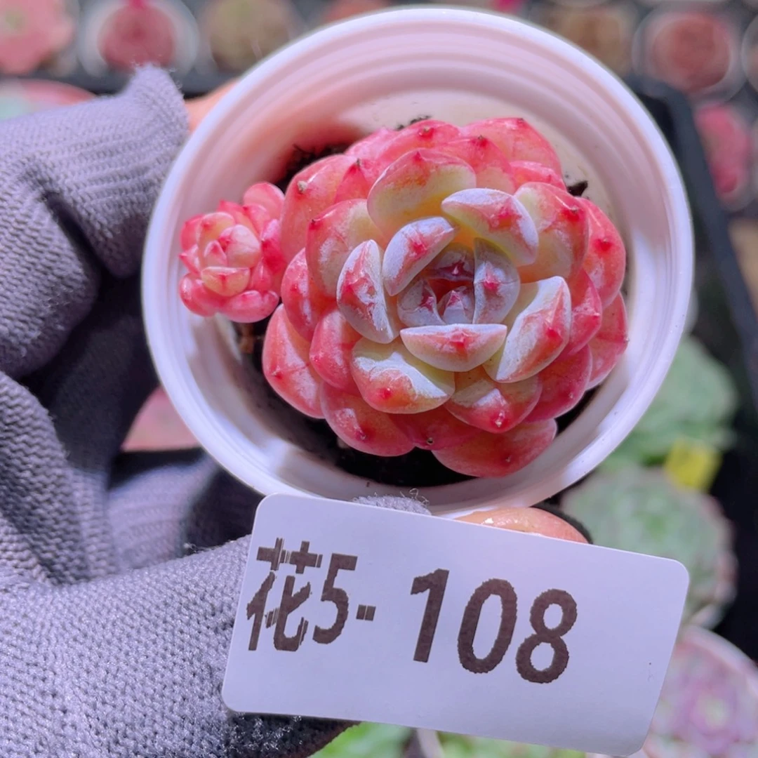 花利美 5-108雪颜玉