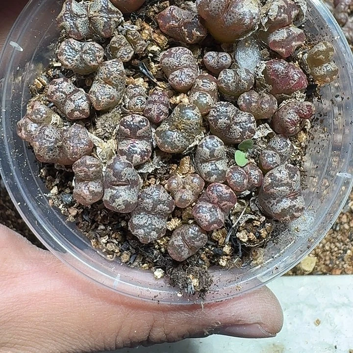 308 多肉植物多肉植物