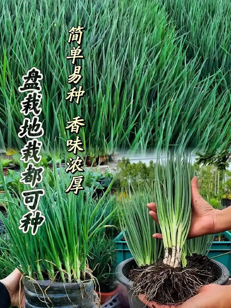 四季小香葱种子 盆栽地栽都可种植