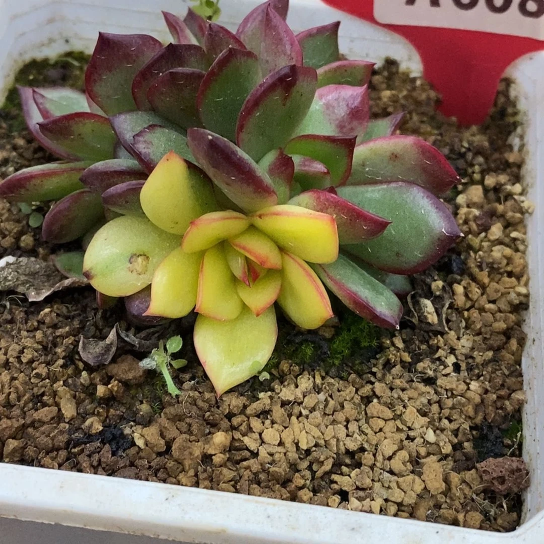 608哈哈哈哈哈哈哈