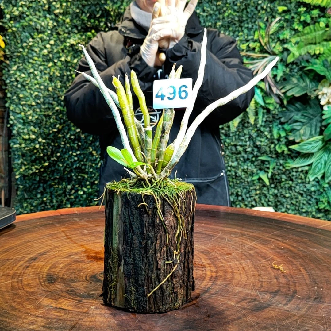 【闪购商品】496本斯花卉