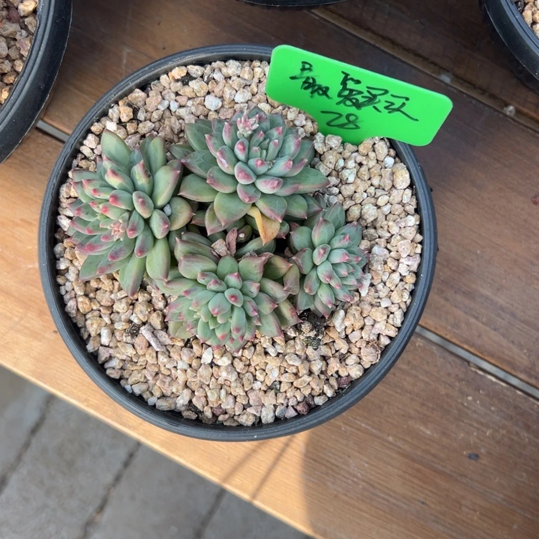 最***买甲骨文11111111111