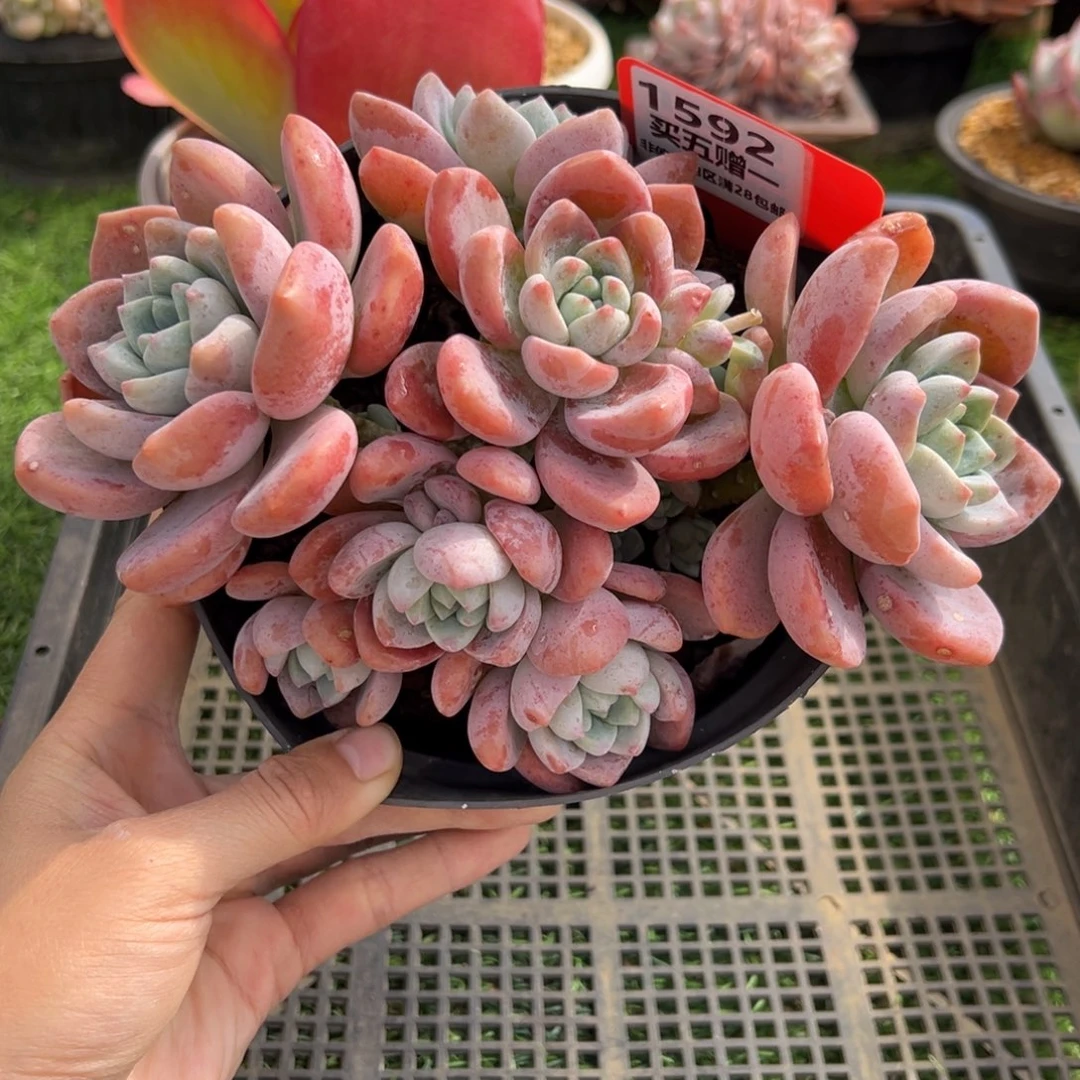 表妹精品多肉1592.