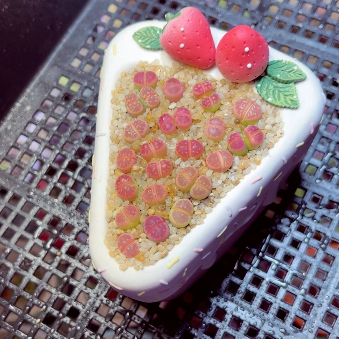 ?***614生石花带盆发