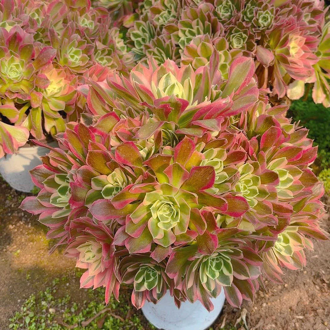 雨花石老庄多肉植物