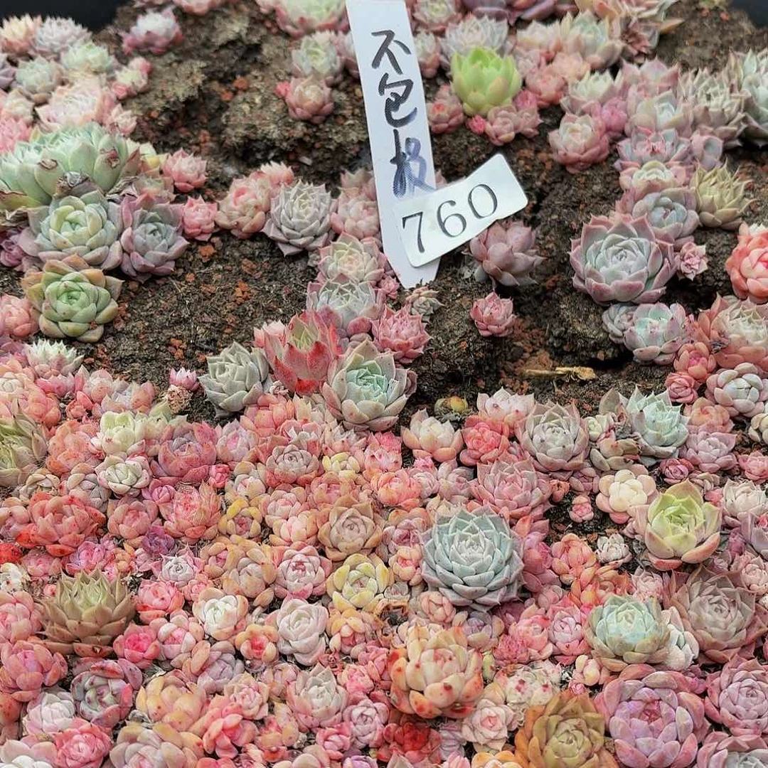 多肉植物多肉植物760