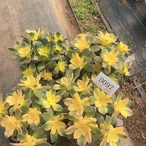 97艳日辉多肉4颗有砍