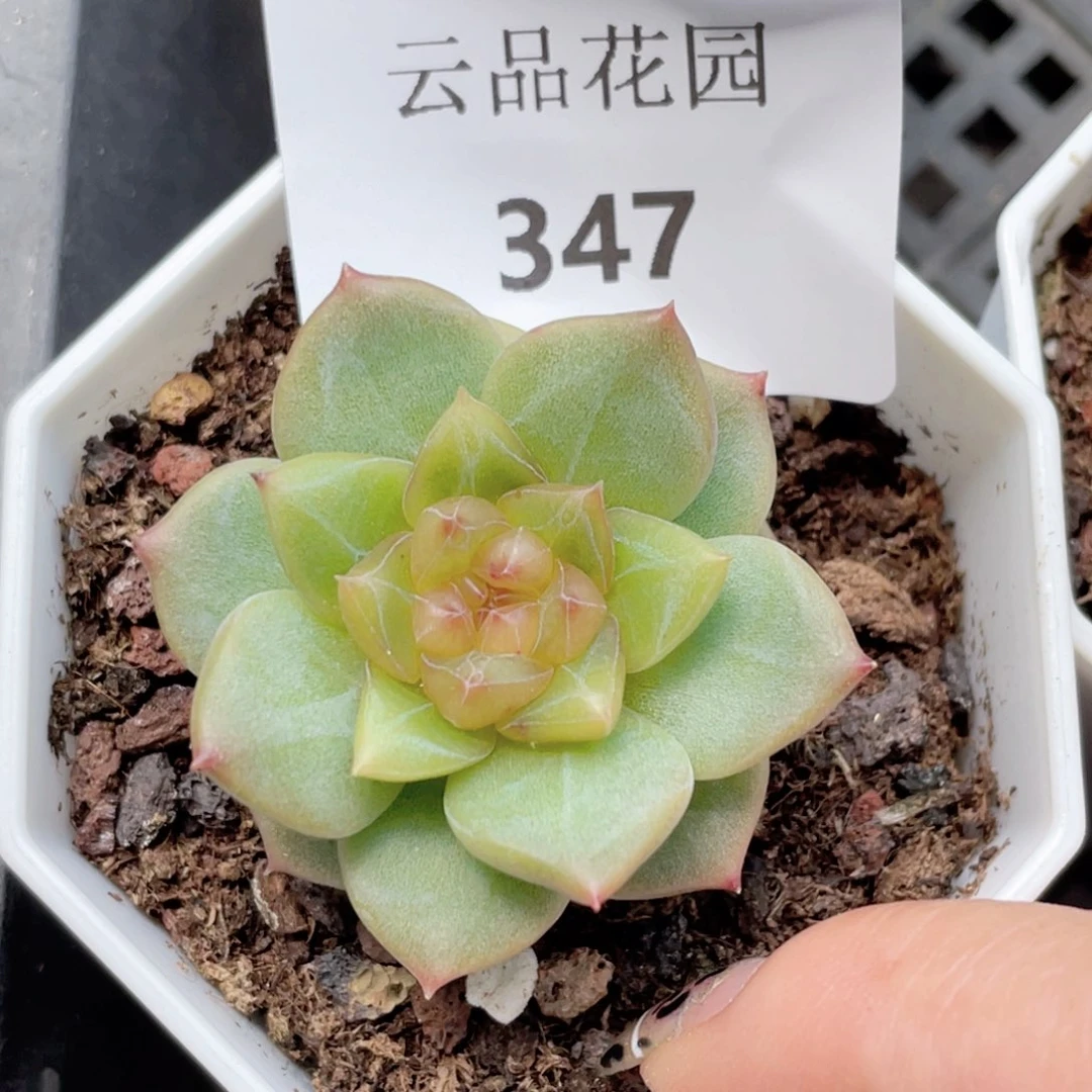 347号糖心冰心珍妮