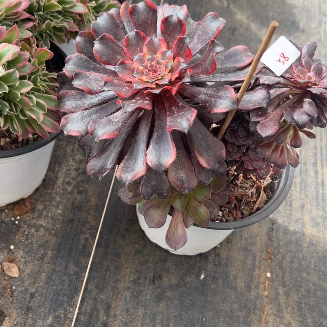 58火烧云缀多肉椅子